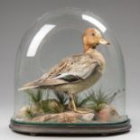 A LATE 19TH CENTURY TAXIDERMY FEMALE MALLARD DUCK UNDER A GLASS DOME IN A NATURALISTIC SETTING (h