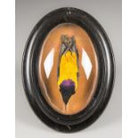 A LATE 19TH CENTURY TAXIDERMY GOLDEN-BREASTED STARLING STUDY SKIN IN AN EBONISED WALL DOME (h 30.5cm