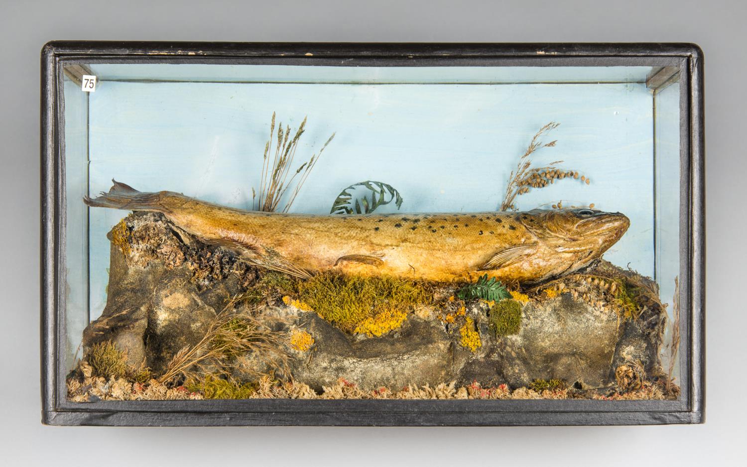 A 19TH CENTURY TAXIDERMY BROWN TROUT IN A GLAZED CASE (h 23cm x w 41cm x d 18cm) - Image 2 of 2