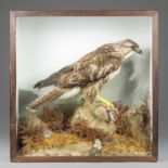 AN EARLY 20TH CENTURY TAXIDERMY COMMON BUZZARD WITH PREY IN A GLAZED CASE WITH A NATURALISTIC