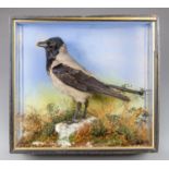 E.F SPICER, A LATE 19TH/EARLY 20TH CENTURY TAXIDERMY HOODED CROW IN A GLAZED CASE WITH A