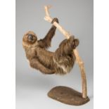 A LATE 20TH CENTURY TAXIDERMY HOFFMANN'S TWO-TOED SLOTH NATURALISTICALLY MOUNTED (h 74.5cm x w