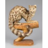 A 20TH CENTURY TAXIDERMY GENET UPON A WOODEN BASE
