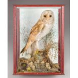 AN EARLY 20TH CENTURY TAXIDERMY BARN OWL IN A LATER DISPLAY CASE WITH A NATURALISTIC SCENE (h 42cm x