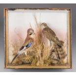A LATE 19TH/EARLY 20TH CENTURY TAXIDERMY COMMON BUZZARD AND JAY MOUNTED IN A GLAZED CASE WITH A