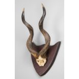A LATE 19TH CENTURY KUDU PARTIAL UPPER SKULL AND HORNS UPON A WOODEN SHIELD (h 59cm x w 32cm x d
