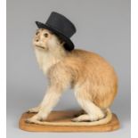 'WISHTITTY' THE EARLY 20TH CENTURY TAXIDERMY PERFORMING CIRCUS MONKEY. Provenance: Rescued by Claude