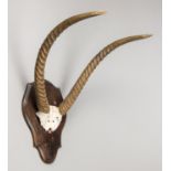 A LATE 20TH CENTURY REEDBUCK PARTIAL UPPER SKULL AND HORNS UPON AN OAK SHIELD (h 63cm x w 42cm x d