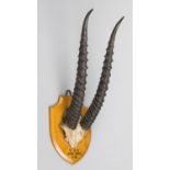 EDWARD GERRARD & SONS, AN EARLY 20TH CENTURY GAZELLE PART UPPER SKULL AND HORNS UPON AN OAK