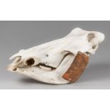 A LATE 20TH CENTURY WARTHOG SKULL. Condition report: Tusks missing.
