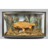 AN EARLY 20TH CENTURY TAXIDERMY DACE IN A BOW FRONTED GLASS CASE WITH A NATURALISTIC SETTING.