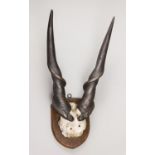 EDWARD GERRARD & SONS, A LATE 19TH/EARLY 20TH CENTURY GIANT ELAND PART UPPER SKULL AND HORNS UPON AN