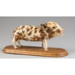 A CURIOUS 20TH CENTURY TAXIDERMY PIGLET MOUNTED UPON AN OAK BASE (h 16cm x w 35.5cm x d 15cm)