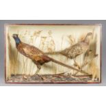A 20TH CENTURY TAXIDERMY CASE OF TWO PHEASANTS IN A NATURALISTIC SETTING (h 47cm x w 91cm x d 26cm)
