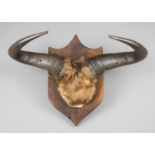 AN EARLY 20TH CENTURY BLUE WILDEBEEST PART UPPER SKULL AND HORNS UPON A WOODEN SHIELD. (h 43.5cm x w
