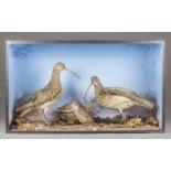 A 20TH CENTURY TAXIDERMY DIORAMA OF CURLEW IN A NATURALISTIC SETTING (h 51cm x w 87cm x d 28cm)