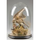 A LATE 19TH CENTURY TAXIDERMY COMMON BUZZARD WITH PREY IN A NATURALISTIC SETTING UNDER A GLASS