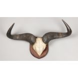 AN EARLY 20TH CENTURY BLACK WILDEBEEST PART UPPER SKULL AND HORNS UPON AN OAK SHIELD (h 38cm x w