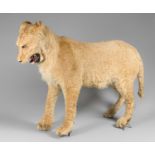 A LATE 19TH CENTURY TAXIDERMY FULL MOUNT LIONESS. Provenance: Previously from museum owner Robert