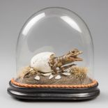 A RARE AND UNUSUAL LATE 19TH CENTURY TAXIDERMY CROCODILE HATCHLING IN A NATURALISTIC SETTING UNDER A