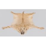 ROWLAND WARD OF LONDON, AN EARLY 20TH CENTURY TAXIDERMY LIONESS SKIN RUG. With large mounted