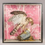 AN EARLY 20TH CENTURY TAXIDERMY COMMON BUZZARD MOUNTED IN A GLAZED CASE WITH PREY. With later