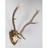 A 20TH CENTURY RED DEER PART UPPER SKULL AND ANTLERS UPON AN OAK SHIELD (h 70cm x w 48cm x d 59cm)