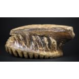 A STEGODON TOOTH. The Stegodon was a relative of the mammoths and elephants and were present from