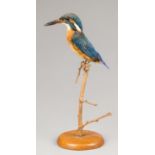 AN EARLY 20TH CENTURY TAXIDERMY KINGFISHER ON BRANCH WITH PLINTH BASE