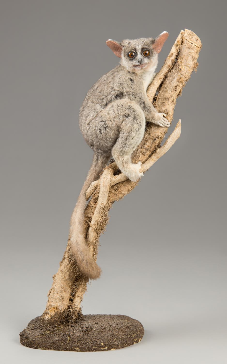 A 20TH CENTURY TAXIDERMY BUSH BABY UPON A NATURALISTIC STAND (h 45cm x w 24cm x d 14cm)