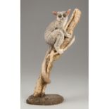 A 20TH CENTURY TAXIDERMY BUSH BABY UPON A NATURALISTIC STAND (h 45cm x w 24cm x d 14cm)