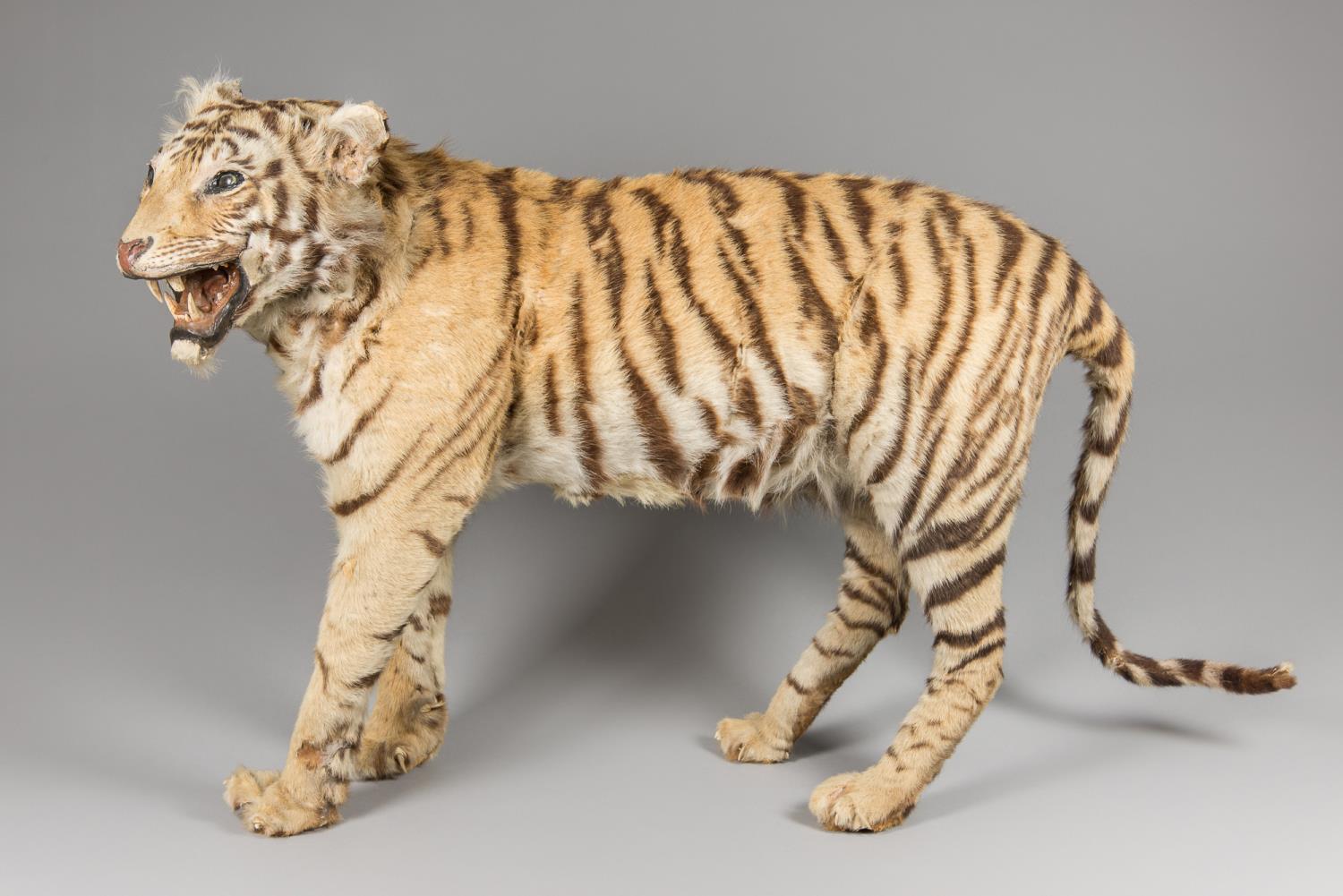 A LATE 19TH CENTURY TAXIDERMY FULL MOUNT JUVENILE TIGER (h 74cm x w 142cm x d 32cm)