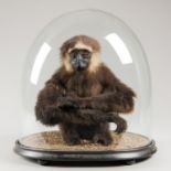 LATE 19TH CENTURY TAXIDERMY GIBBON UNDER A GLASS DOME (h 44cm x w 41.5cm x d 33cm)