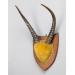 AN EARLY 20TH CENTURY SET OF REEDBUCK HORNS UPON A PARTIALLY VELVET LINED WOODEN SHIELD (h 44cm x