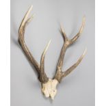 A 20TH CENTURY SAMBAR DEER UPPER SKULL AND ANTLERS (h 75cm x w 65cm x d 26cm)