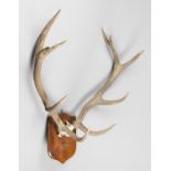 A 20TH CENTURY RED DEER PART UPPER SKULL AND ANTLERS UPON AN OAK SHIELD (h 95cm x w 80cm x d 50cm)