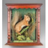 A LATE 19TH/EARLY 20TH CENTURY TAXIDERMY RED SQUIRREL MOUNTED INSIDE AN UNUSUAL CASE. Circa 1900.