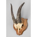 A 20TH CENTURY SET OF GOAT HORNS AND PART UPPER SKULL UPON A WOODEN SHIELD. Bullet impressed into