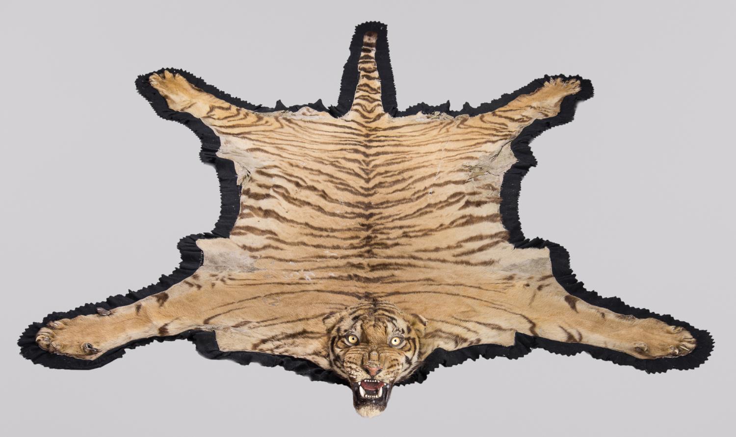 VAN INGEN & VAN INGEN OF MYSORE, AN EARLY 20TH CENTURY TAXIDERMY BENGAL TIGER SKIN RUG WITH