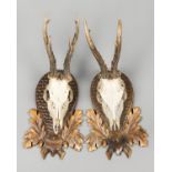 A 20TH CENTURY PAIR OF ROE DEER SKULLS UPON CARVED WOODEN SHIELDS. The largest (h 44cm x w 19cm x