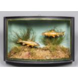 A LATE 20TH CENTURY TAXIDERMY DIORAMA OF TWO GUDGEON IN A BOW FRONTED GLASS CASE. Pebble in case