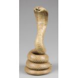 A 20TH CENTURY TAXIDERMY CAPE COBRA (h 31cm)