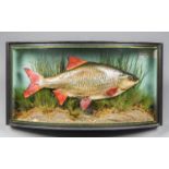 BARRY WILLIAMS, A LATE 20TH CENTURY TAXIDERMY ROACH IN A BOW FRONTED GLASS CASE WITH A