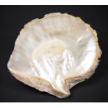A LARGE NATURAL OYSTER SHELL (l 26cm x w 23cm)