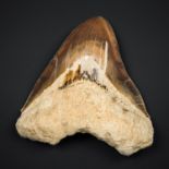 A LARGE MEGALODON TOOTH. WEST JAVA, INDONESIAN. Megalodon is an extinct species of shark that