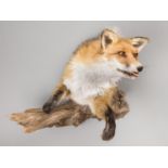 A MODERN TAXIDERMY FOX FOREQUARTER UPON A NATURALISTIC WALL MOUNT (h 60cm x w 40cm x d 33cm)