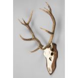 A 20TH CENTURY RED DEER UPPER SKULL AND ANTLERS UPON AN OAK SHIELD (h 94cm x w 60cm x d 38cm)