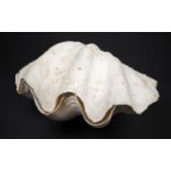A COMPLETE NATURAL CLAM SHELL (h 13cm x w 26cm x d 19cm)
