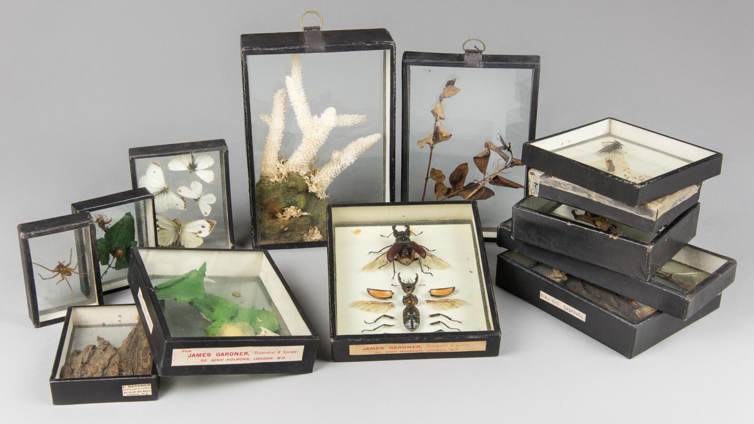 JAMES GARDNER OF LONDON, AN EARLY 20TH CENTURY ENTOMOLOGY COLLECTION ALONG WITH OTHER SPECIMENS.