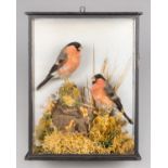 A LATE 19TH CENTURY TAXIDERMY PAIR OF EURASIAN BULLFINCH IN A GLAZED DISPLAY CASE WITH A